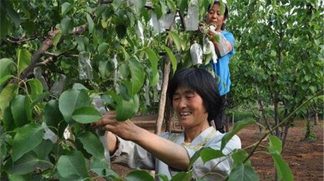 梨树套袋用什么袋子好