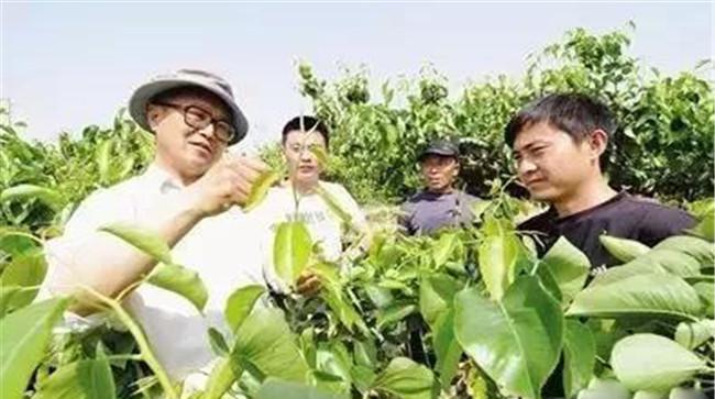 梨什么时候开始套袋