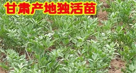 独活怎么种植