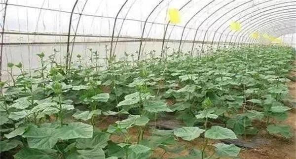 不同生育时期黄瓜对温度的要求不同