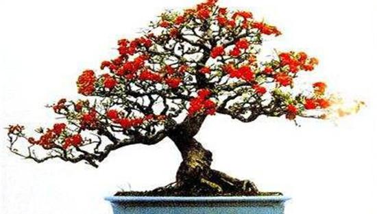 盆栽火棘的光照管理