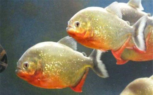 水虎鱼的养殖方法