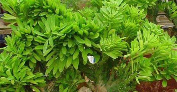 浇水方法
