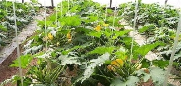 秋季西葫芦种植时间