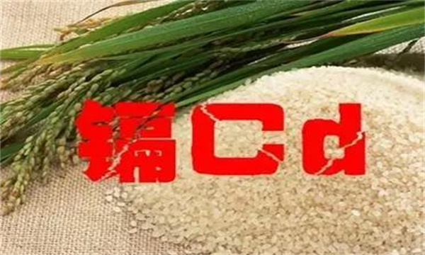 如何降低稻米中镉超标的风险
