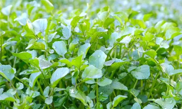 西洋菜是什么菜