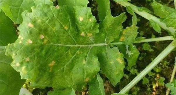 油菜霜霉病防治方法