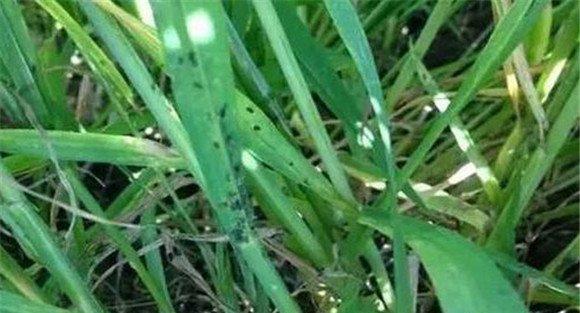 春季小麦麦蚜的防治