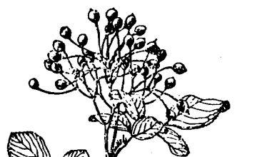 蔷薇花的作用