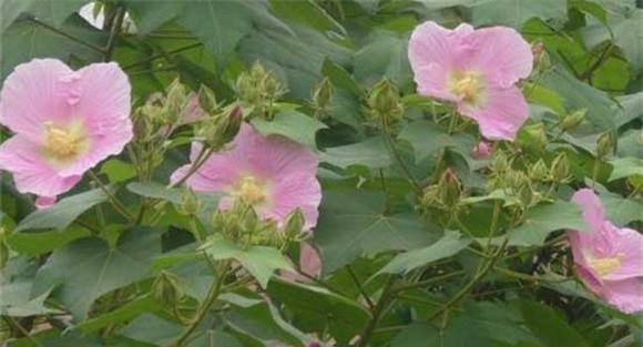 木芙蓉的功效