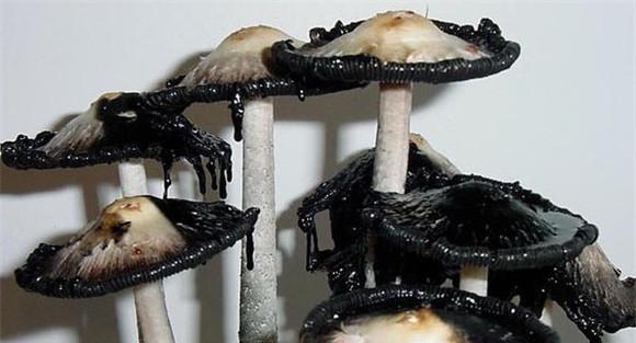 草菇鬼伞发生的原因及防治措施