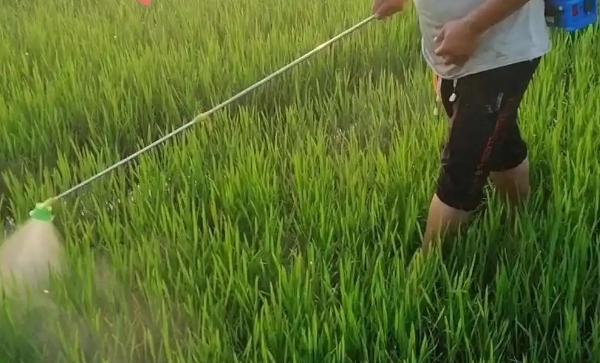 吡虫啉的杀虫效果怎么样