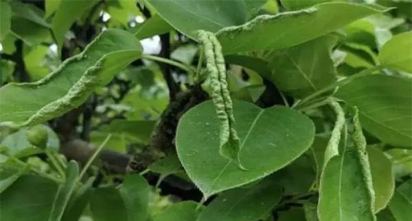 苹果上的食叶害虫主要有哪些