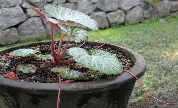 虎耳草盆土与施肥管理