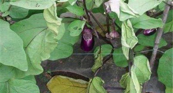 茄子青枯病治疗措施