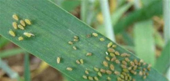 小麦吸浆虫的发生特点