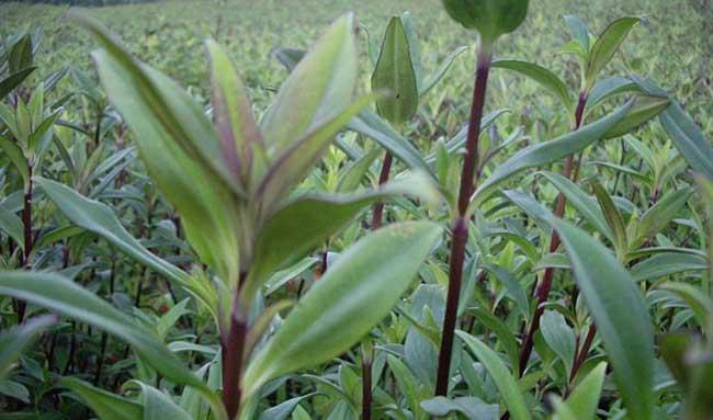 龙胆草种植技术要点