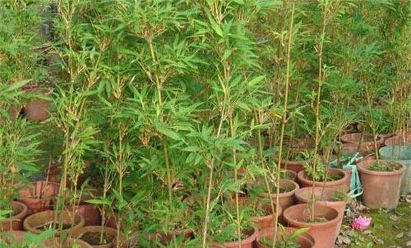 唐竹的特点和用处