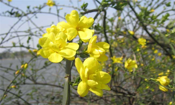 迎春花常见病虫害防治技术简介