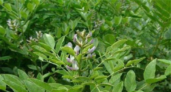 甘草种植技术与栽培管理