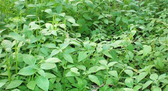 荆芥种植的时间和方法