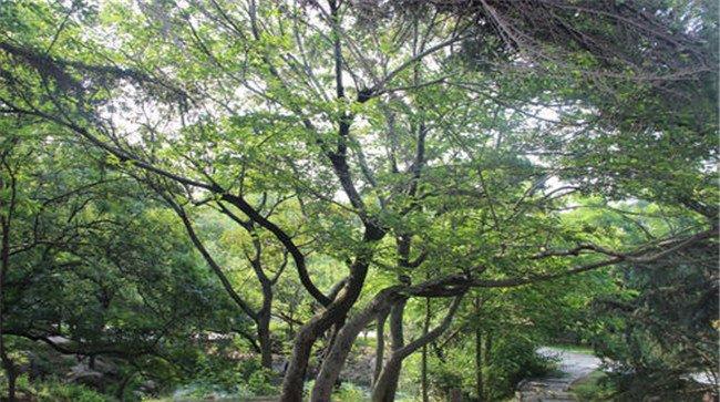 糙叶树简介