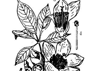 木棉花的功效与作用