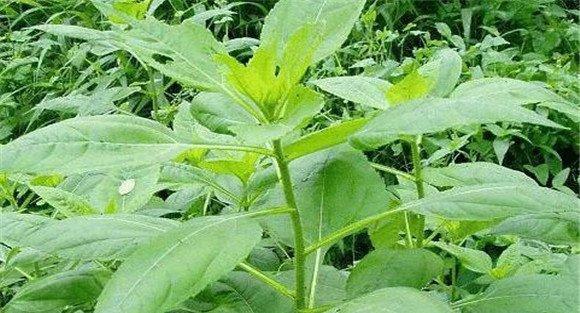 洋姜的施肥方法
