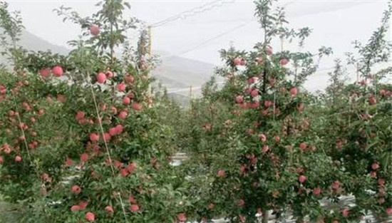 纺锤形树形