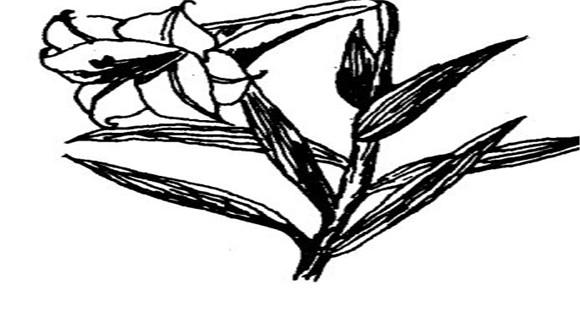 百合花怎么养