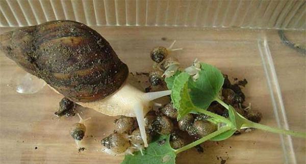 蜗牛病的防治