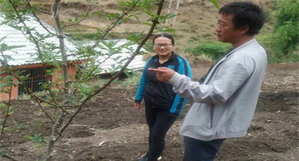 花椒树流胶病用什么药防治