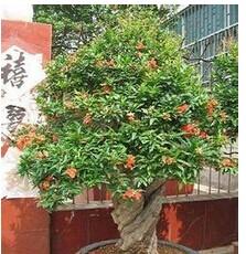 盆栽石榴的种植方法