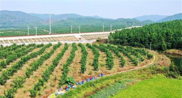 蜜柚种植园的建园标准