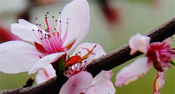 谁会错过那番花信风
