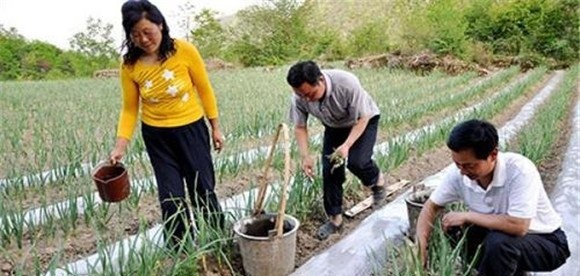 大蒜追肥用什么肥料
