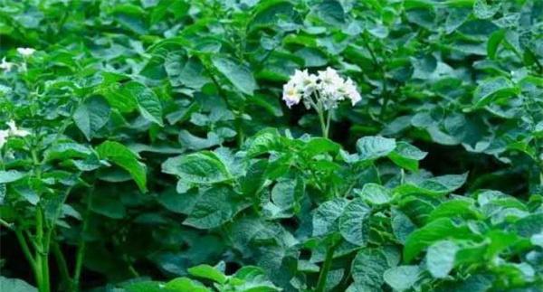 马铃薯、棉花怎样套种