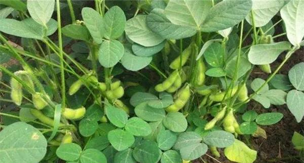 菜用大豆