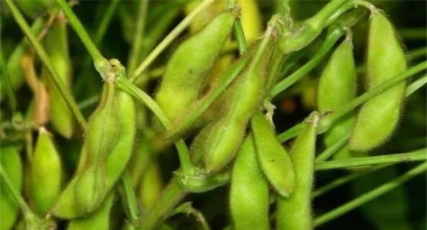 生产上对菜用大豆的品质要求