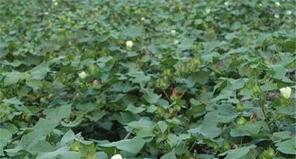 棉花中后期用什么肥料