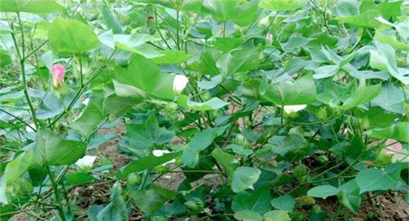 棉花中后期的深耕倒茬技术