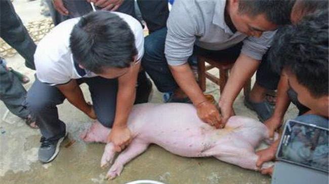 猪具体是怎样被阉割的