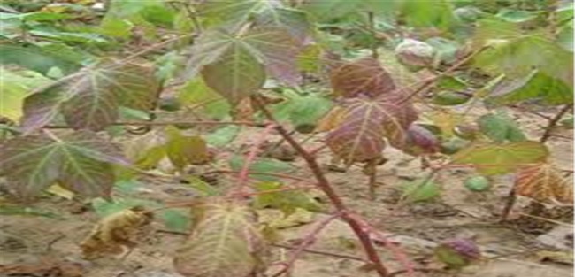 棉花茎枯病症状及危害