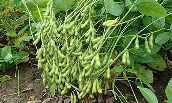 菜用大豆一般性特征