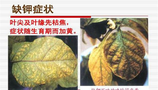 农作物缺钾的症状