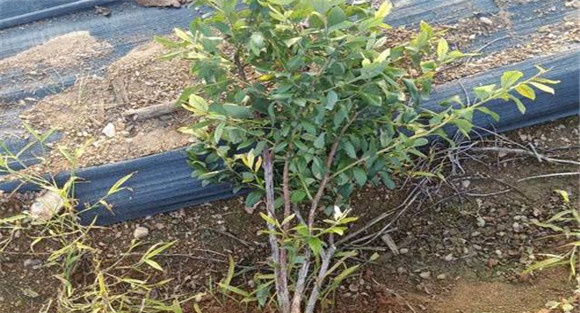 蓝莓苗种植时间