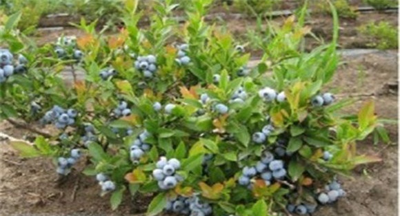 蓝莓苗种植区域