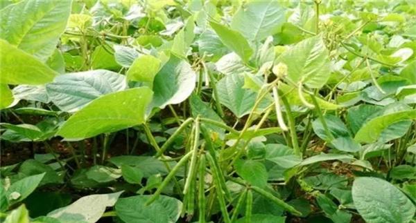 绿豆的种植技术