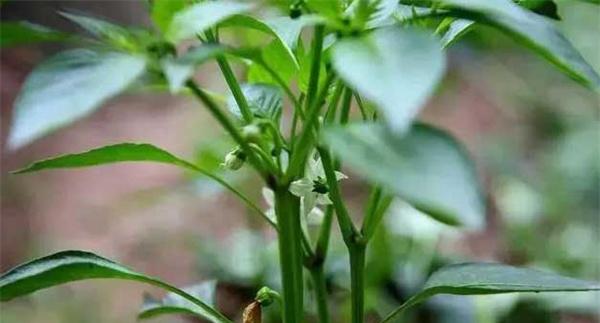 辣椒的无限分枝类型