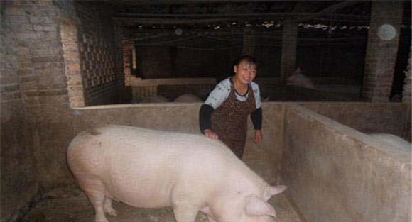母猪发情鉴定
